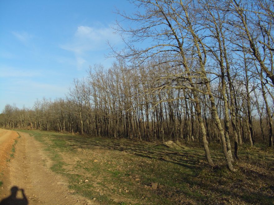 Eichenhain